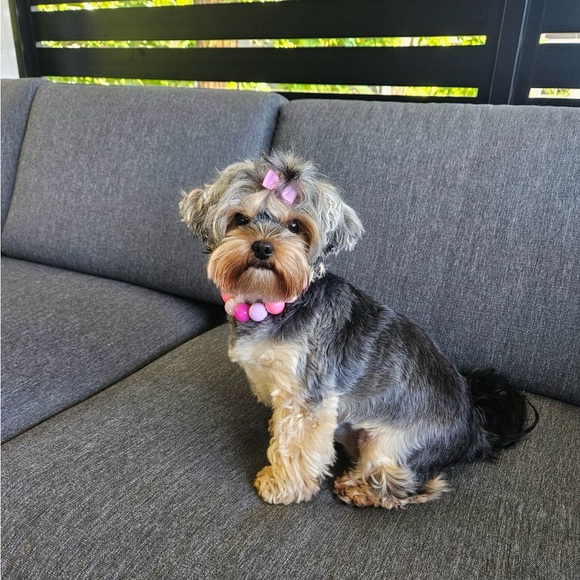 Handcrafted Beaded Dog Collar - Penelope - Beaded Acrylic Beads - Picture 3 of 16